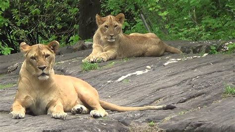 Bronx Zoo Lions Youtube