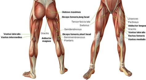 The majority of muscles in the leg are considered long muscles, in that they stretch great distances. Top 5 Simple Exercises to Build Leg Muscles