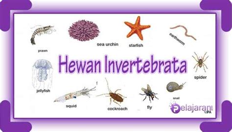 Contoh Dari Hewan Invertebrata Dan Vertebrata Ciri Riset The Best