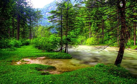 1920x1080px 1080p Free Download Forest River Flow Forest Rush