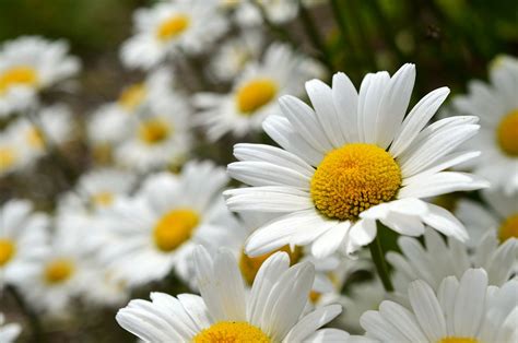 Daisies Flowers Leucanthemum Free Photo On Pixabay
