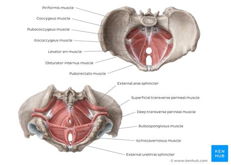 Ninja nerds,join us in this video where we use a male and female pelvis model to show the various muscles that make up the pelvic floor. Muscles of the pelvic floor: Anatomy and function | Kenhub