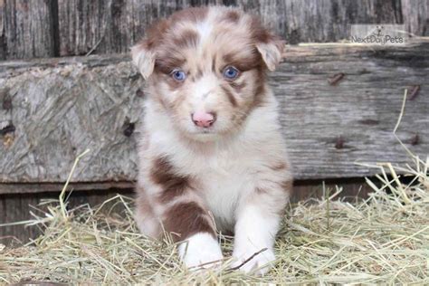 He may be somewhat reserved in initial. Willy: Australian Shepherd puppy for sale near Louisville, Kentucky. | 2784b5c8-a5b1