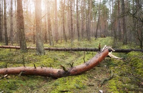 Broken Trees In A Forest After A Hurricane Stock Photo Image Of Wood