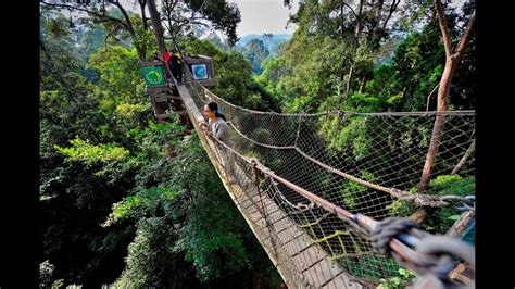 Bangkirai Hill National Park Balikpapan Canopy Bridge Youtube