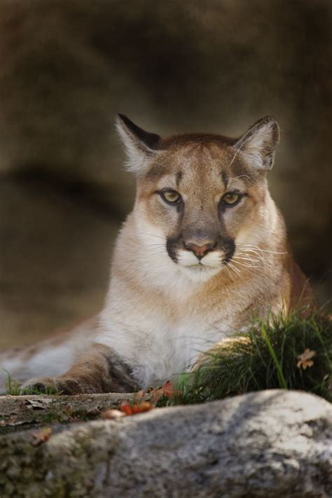 398 Best Cougar Images On Pinterest Big Cats Wild