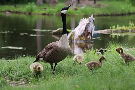 Standing Proud Mother Goose Smithsonian Photo Contest Smithsonian