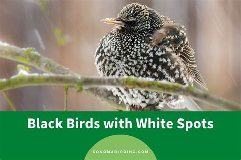 15 Black Birds With White Spots Sonoma Birding