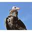 Seven African Vulture Species On The Brink Of Extinction  WorldAtlas