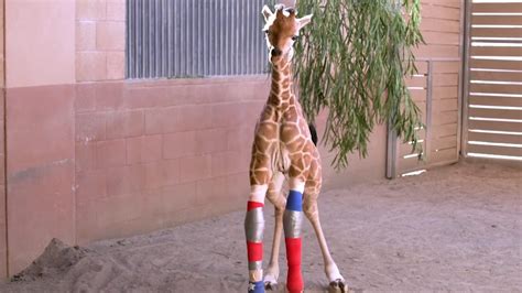 Adorable Giraffe Calf Gets Leg Braces Made Especially For Her