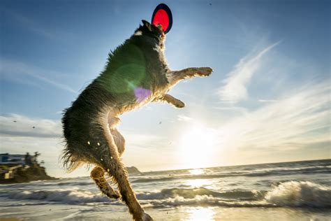 The 7 Best Dog Frisbees