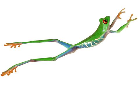 Free Leaping Frog Pictures Download Free Leaping Frog Pictures Png
