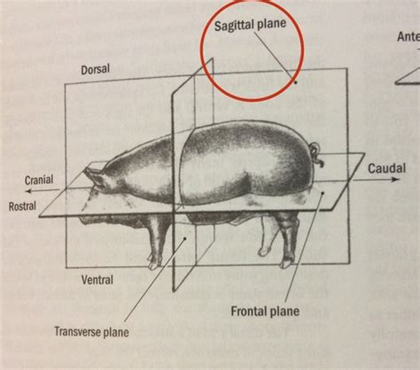 Bio Lab Fetal Pig Anatomy And Histology Flashcards Quizlet