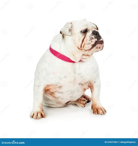 English Bulldog Underbite Looking Side Stock Image Image Of Teeth