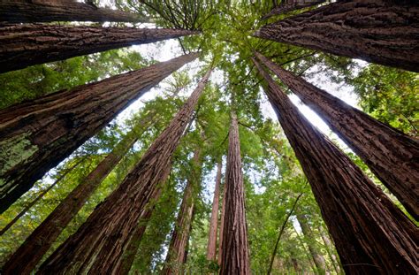 Redwood Trees May Help Battle Climate Change Study Finds Huffpost