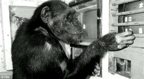Hundreds Of Government Owned Research Chimps Will Be Allowed To Retire