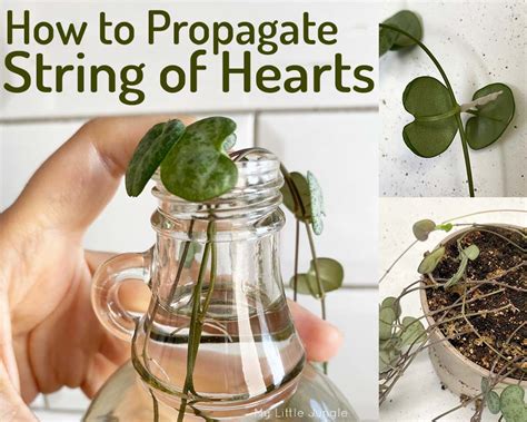 Top 12 How To Propagate Variegated String Of Hearts In 2022 2023 Azsage