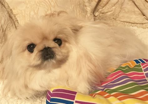 Pekingese Puppies For Sale Tulsa OK 262159 Petzlover