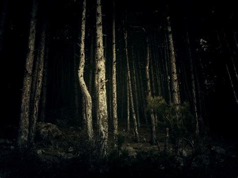 Forest At Night 2 By W0nderfullife On Deviantart Night Forest