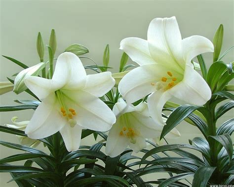 ✓ free for commercial use ✓ high quality images. Health And Medicinal Benefits Of White Lily flower - Yabibo
