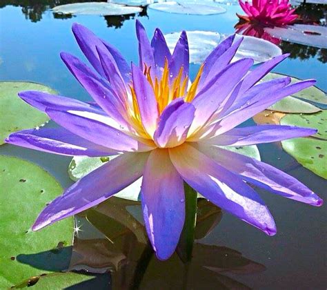 Hxt Blue Tropical Water Lily Florist Pond Plants Water Gardens Water