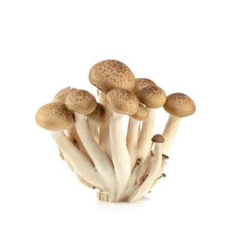 7 Types Of Japanese Mushrooms The Best Guide To Japanese Mushrooms