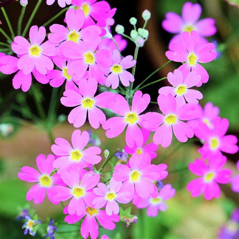 Pink Wildflowers Photograph By Frankie Bradshaw Pixels