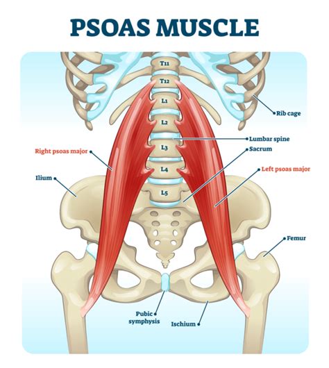 The Importance Of The Psoas Stretch For Cyclists I Love Bicycling