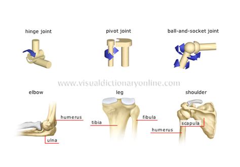 The ball and socket configuration allows for movement with 3 degrees of freedom, which is more than any other type of synovial joint. December 2012 | Book Share