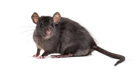 Rat And Rodent Control Black Rat White Background Photo Rats