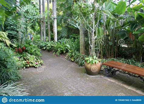 Rainforest Garden With Bromeliads And Palm Trees Stock Photo Image Of