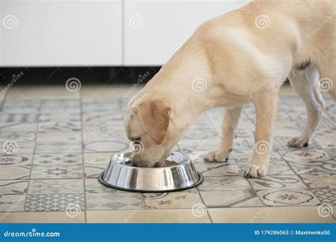 Pet Eating Food Labrador Dog Eats Food From Bowl At Kitchen In Home