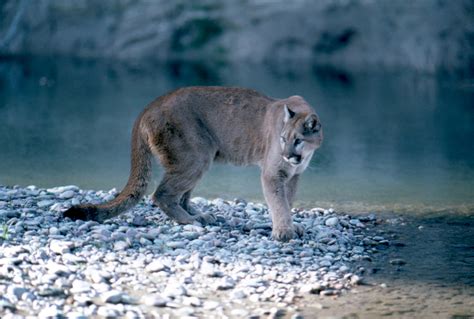 Cougar In Grand Teton National Park Wyoming Image Free Stock Photo
