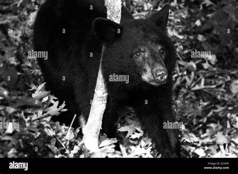 American Black Bear Cub Seen Along Skyline Drive In Shenandoah