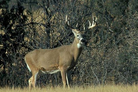 6 Types Of Deer In North America With Pictures Wildlife Informer