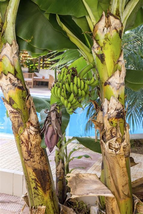 Banana Tree With Fruits Close Up Stock Image Image Of Crop