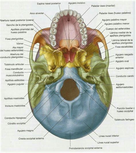 Pin De Maria Anselmo En Anatomia Ossea Anatomía Del Esqueleto Humano