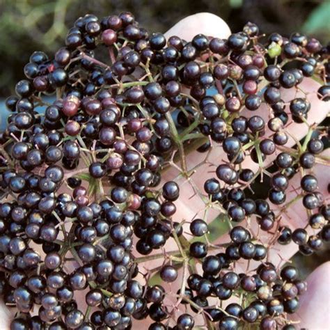 Grit Rural American Know How Wild Edibles Elderberry Plant Edible