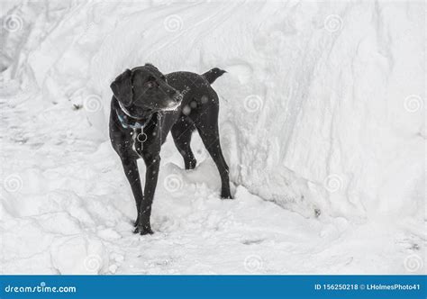 Portrait Of A Black Labrador Outside In Winter Stock Photo Image Of