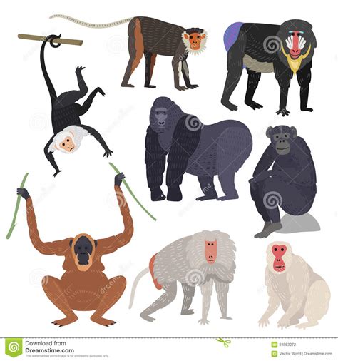 Different Types Of Monkeys Rare Animal Vector Set