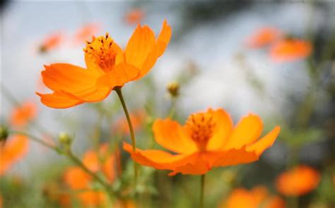 We did not find results for: Orange Colour Flowers