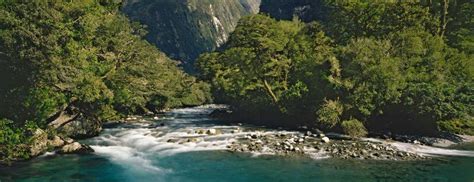 The Hollyford River In Fiordland National Park In The South Island Of
