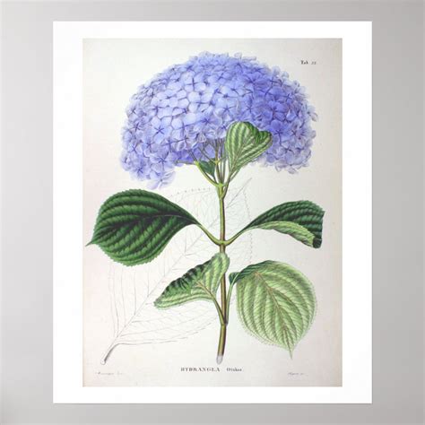 Purple Hydrangea Botanical Drawing Poster Print Zazzle