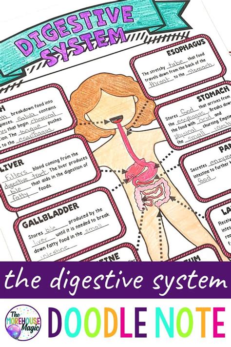 The Digestive System Doodle Notes | Science Doodle Notes ...