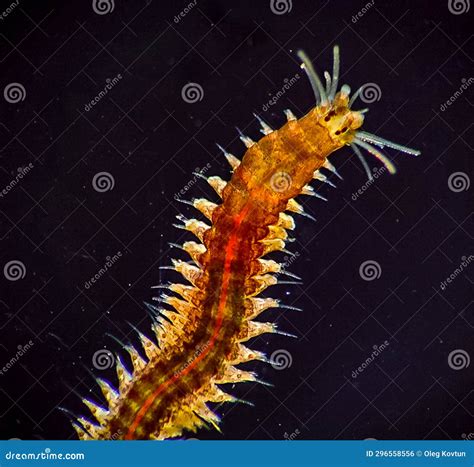 Marine Polychaete Worm Nereis Black Sea Stock Photo Image Of Life