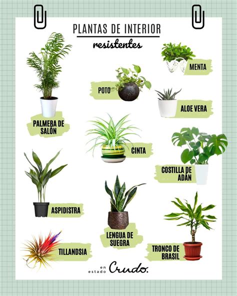 10 Plantas De Interior Resistentes Que Requieren Poca Luz D0a