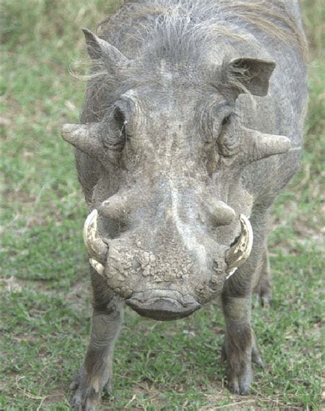 Adult Male Common Warthog Phacochoerus Africanus On The Plains Of The