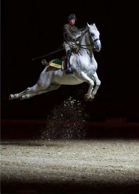 A Beautiful Lipizzaner Doing The Airs Above Ground Horses Horses