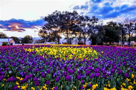 Floriade Lights Up In Canberra The Finer Things In Travel