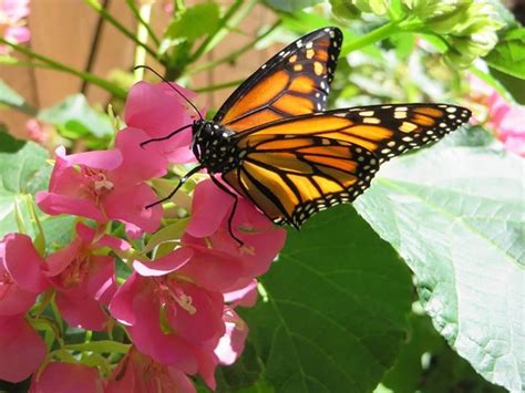 Monarch Butterfly Birds And Blooms